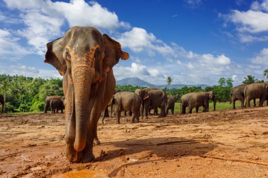 Close up portrait of elephant in Sri Lanka
