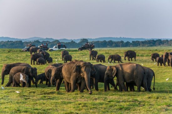 Wild elephants at Kaudulla national park at Polonnaruwa, Sri Lanka
