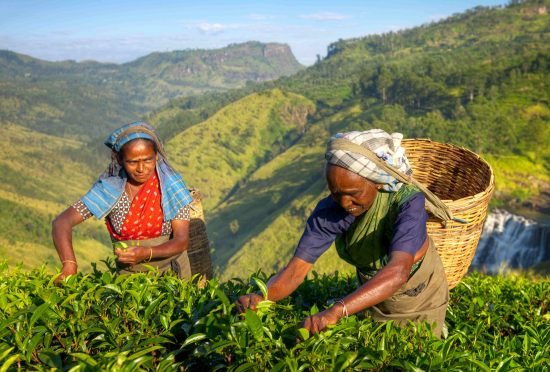 Tea pluckers in Sri Lanka's high country